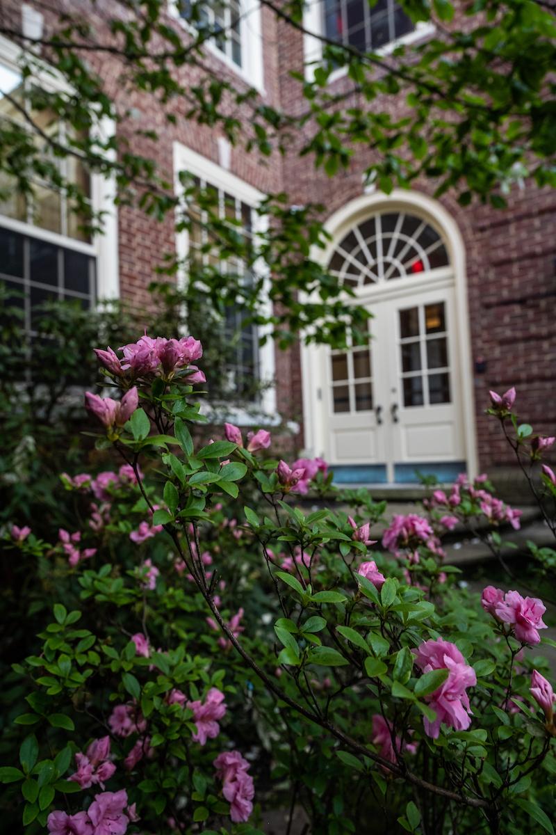 Picture of Flowers